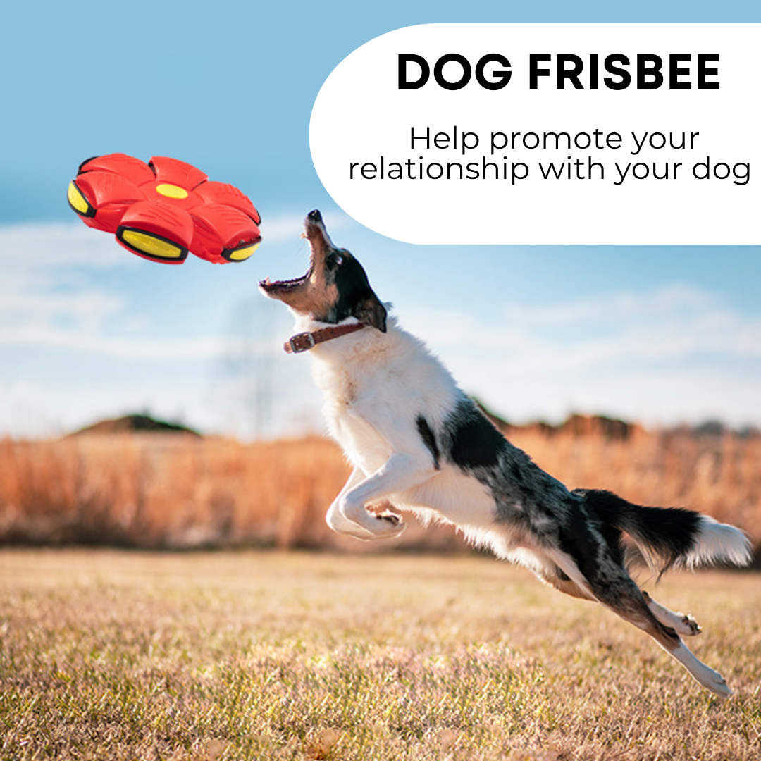 PawPrints Dog Frisbee
