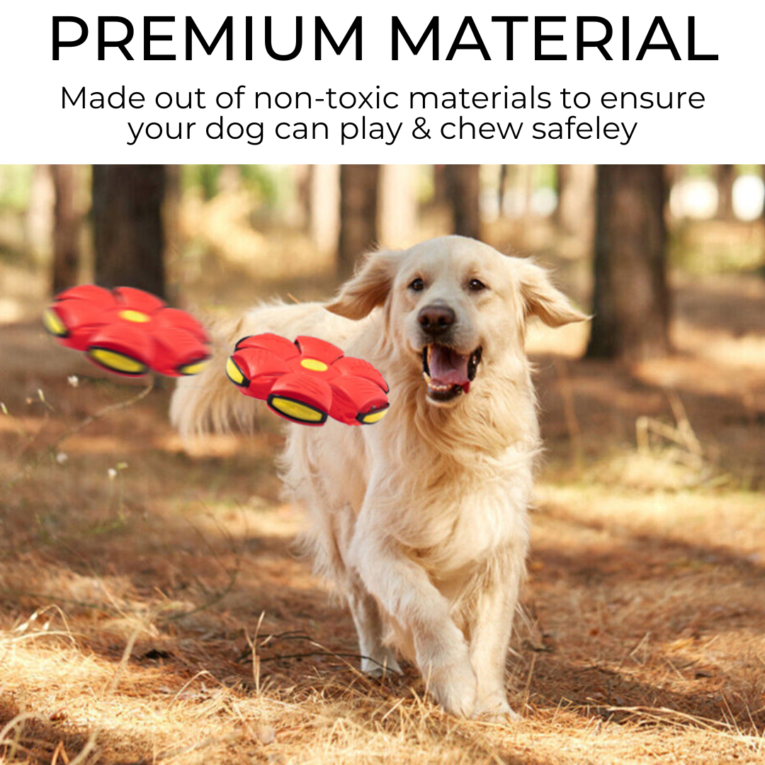 PawPrints Dog Frisbee